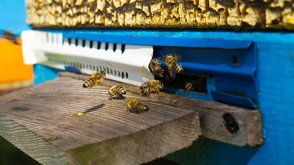 Виробництво Сільської Пасіки Меду Бджолиний Вулик Рой Бджіл Вулик Пасіці — стокове фото