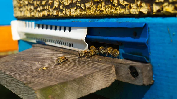 Producción Rural Colmenas Miel Colmena Enjambre Abejas Una Colmena Colmenar —  Fotos de Stock