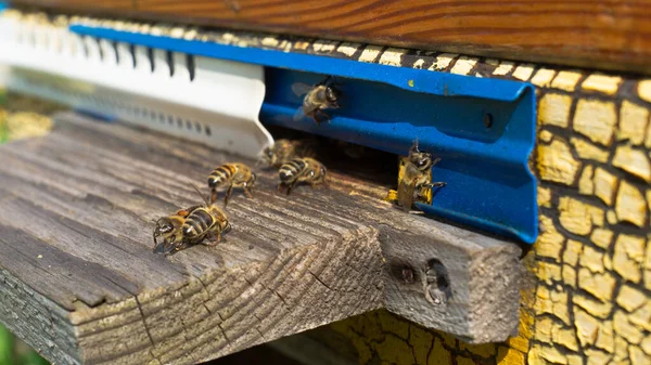 Wiejska Pasieka Produkcja Miodu Pszczół Rój Pszczół Ulu Pasiece — Zdjęcie stockowe