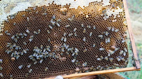 农村的蚜虫和蜂蜜生产 蜜蜂蜂窝 蜂群蜂群蜂窝中的蜂群 — 图库照片