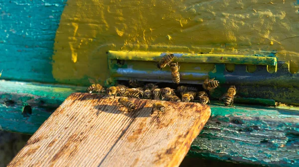 Productie Van Bijenstallen Honing Bijenkorf Een Zwerm Bijen Een Bijenkorf — Stockfoto