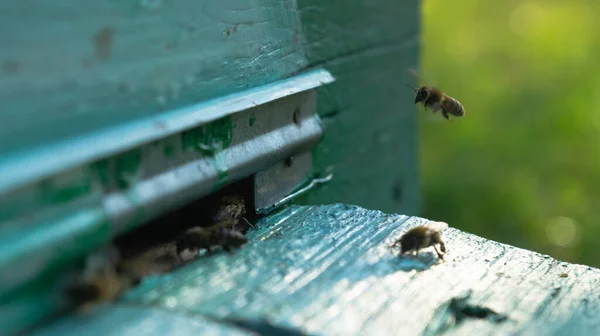 Виробництво Сільської Пасіки Меду Бджолиний Вулик Рой Бджіл Вулик Пасіці — стокове фото