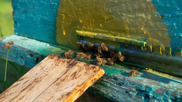 Αγροτική Παραγωγή Μελισσών Και Μελιού Κυψέλη Ένα Σμήνος Από Μέλισσες — Φωτογραφία Αρχείου