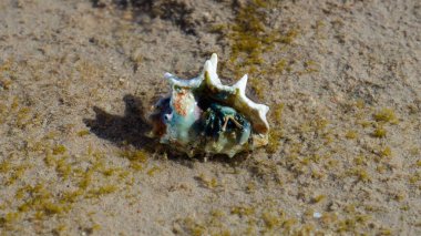 Keşiş yengeci. Deniz kabuğunda kabuklu deniz hayvanı Sahilde suda.