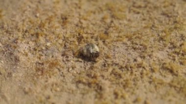 Keşiş yengeci. Deniz kabuğunda kabuklu deniz hayvanı Sahilde suda.