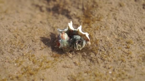 Heremietkreeft Schaaldieren Een Schelpdier Het Water Aan Kust — Stockvideo