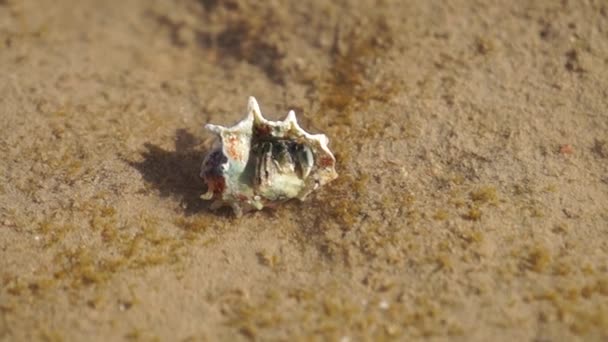 Καβούρι Ερημίτη Καρκινοειδή Κέλυφος Αχιβάδας Στο Νερό Της Ακτής — Αρχείο Βίντεο