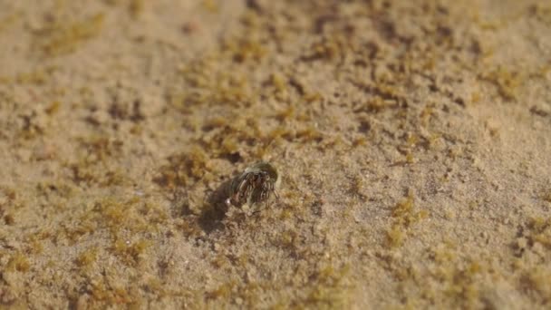 カニを許して 海岸の水の中の貝の甲殻類 — ストック動画