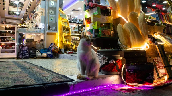 Street cat on the sidewalk near night shops. Street trade. Arabic market.