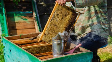 Arı yetiştiricisi arıda çalışıyor. Arı kovanı ve bal üretimi. Arı kovanında çalış. Arı sürüsü.