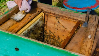 Arı yetiştiricisi arıda çalışıyor. Arı kovanı ve bal üretimi. Arı kovanında çalış. Arı sürüsü.