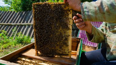 Arı yetiştiricisi arıda çalışıyor. Arı kovanı ve bal üretimi. Arı kovanında çalış. Arı sürüsü.