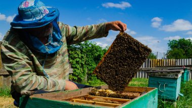 Arı yetiştiricisi arıda çalışıyor. Arı kovanı ve bal üretimi. Arı kovanında çalış. Arı sürüsü.