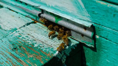 Arı yetiştiricisi arıda çalışıyor. Arı kovanı ve bal üretimi. Arı kovanında çalış. Arı sürüsü.