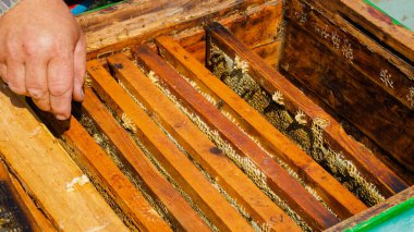 Arı yetiştiricisi arıda çalışıyor. Arı kovanı ve bal üretimi. Arı kovanında çalış. Arı sürüsü.