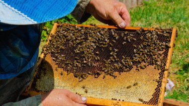 Arı yetiştiricisi arıda çalışıyor. Arı kovanı ve bal üretimi. Arı kovanında çalış. Arı sürüsü.