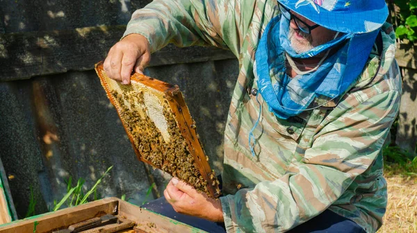 Beekeeper Works Apiary Beehive Honey Production Work Home Apiary Swarm — Foto Stock