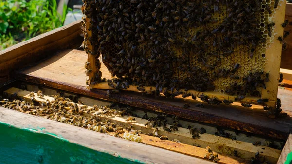 Beekeeper Works Apiary Beehive Honey Production Work Home Apiary Swarm — Φωτογραφία Αρχείου