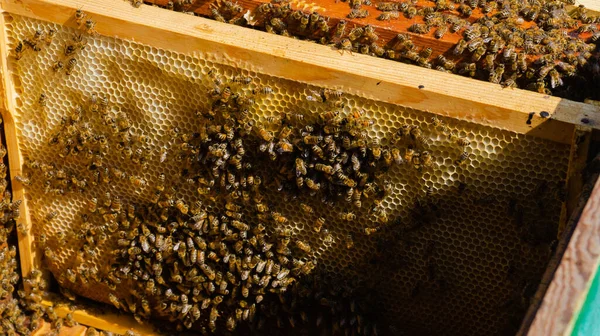 Beekeeper Works Apiary Beehive Honey Production Work Home Apiary Swarm — Φωτογραφία Αρχείου
