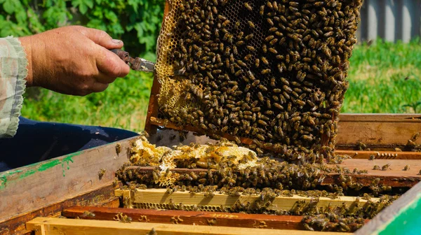 Beekeeper Works Apiary Beehive Honey Production Work Home Apiary Swarm — Φωτογραφία Αρχείου