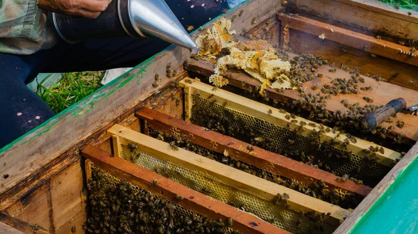 Μελισσοκόμος Δουλεύει Στο Μελισσοκομείο Παραγωγή Μελιού Και Μελιού Εργασία Στο — Φωτογραφία Αρχείου