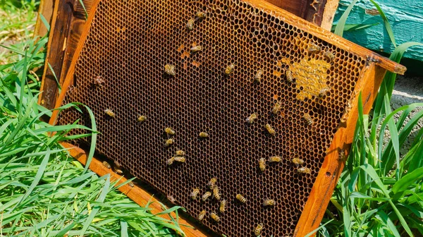 Бджоляр Працює Пасіці Виробництво Вуликів Меду Робота Вдома Пасіка Рой — стокове фото