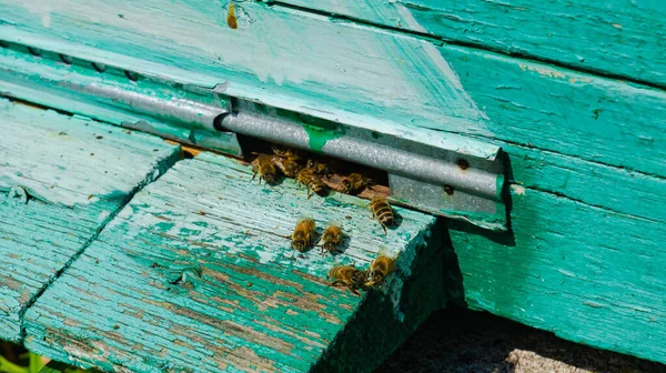 Der Imker Arbeitet Der Imkerei Bienenstock Und Honigproduktion Arbeit Der — Stockfoto