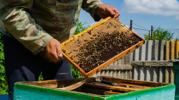 Beekeeper Works Apiary Beehive Honey Production Work Home Apiary Swarm — Stock fotografie