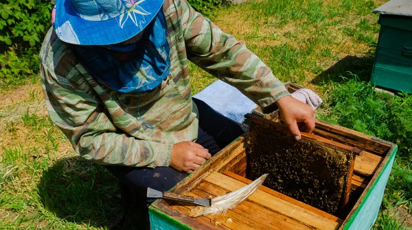 Μελισσοκόμος Δουλεύει Στο Μελισσοκομείο Παραγωγή Μελιού Και Μελιού Εργασία Στο — Φωτογραφία Αρχείου