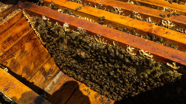 Pszczelarz Pracuje Pasiece Produkcja Uli Miodu Praca Domowej Pasiece Rój — Zdjęcie stockowe