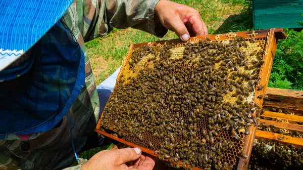 Beekeeper Works Apiary Beehive Honey Production Work Home Apiary Swarm —  Fotos de Stock