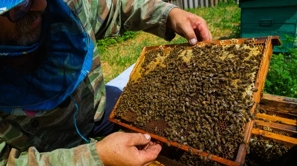 Apicultor Trabaja Colmenar Colmena Producción Miel Trabajar Casa Apiary Enjambre —  Fotos de Stock