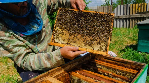 Beekeeper Works Apiary Beehive Honey Production Work Home Apiary Swarm — Stock fotografie