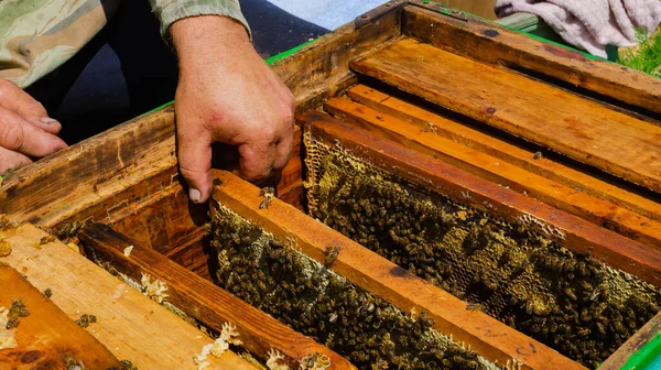 Beekeeper Works Apiary Beehive Honey Production Work Home Apiary Swarm —  Fotos de Stock