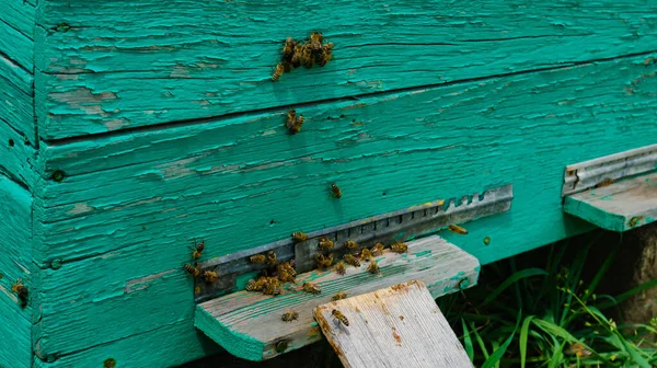 Pszczelarz Pracuje Pasiece Produkcja Uli Miodu Praca Domowej Pasiece Rój — Zdjęcie stockowe