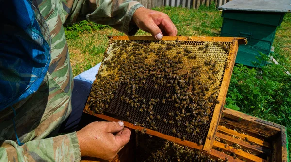 Méhész Méhészetben Dolgozik Méhkas Méztermelés Otthoni Méhészetben Dolgozom Méhnyáj Stock Fotó