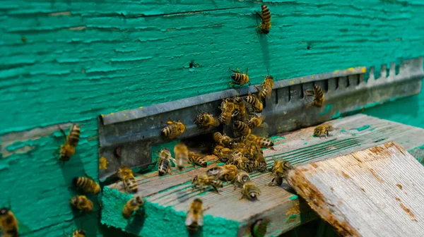 Beekeeper Works Apiary Beehive Honey Production Work Home Apiary Swarm — Fotografia de Stock