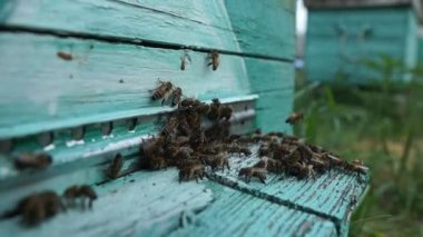 Arı yetiştiricisi arıda çalışıyor. Arı kovanı ve bal üretimi. Arı kovanında çalış. Arı sürüsü.