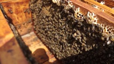 The beekeeper works in the apiary. Beehive and honey production. Work at home apiary. Swarm of bees.