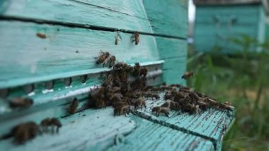 Arı yetiştiricisi arıda çalışıyor. Arı kovanı ve bal üretimi. Arı kovanında çalış. Arı sürüsü.