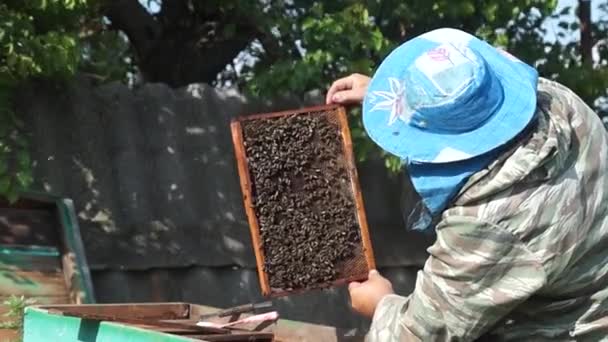 Beekeeper Works Apiary Beehive Honey Production Work Home Apiary Swarm — Αρχείο Βίντεο