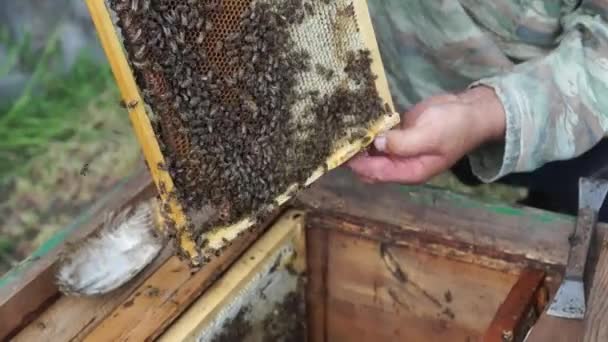 Včelař Pracuje Včelíně Produkce Medu Pracovat Doma Včelínem Roj Včel — Stock video