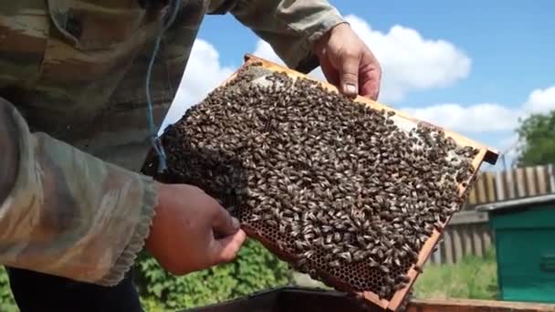 Beekeeper Works Apiary Beehive Honey Production Work Home Apiary Swarm — Stok Video