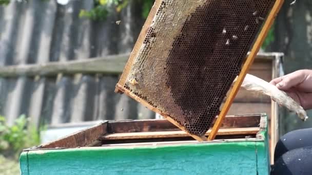 Včelař Pracuje Včelíně Produkce Medu Pracovat Doma Včelínem Roj Včel — Stock video
