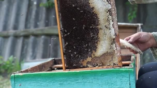 Beekeeper Works Apiary Beehive Honey Production Work Home Apiary Swarm — Vídeo de stock