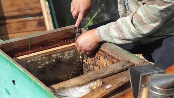 Beekeeper Works Apiary Beehive Honey Production Work Home Apiary Swarm — Video Stock
