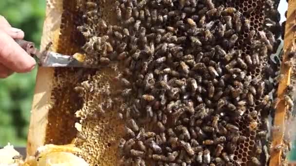 Beekeeper Works Apiary Beehive Honey Production Work Home Apiary Swarm — Video Stock