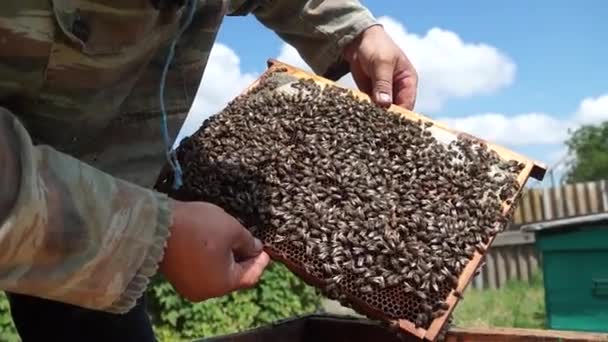 Beekeeper Works Apiary Beehive Honey Production Work Home Apiary Swarm — Video Stock