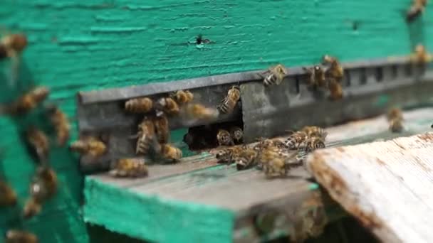 Beekeeper Works Apiary Beehive Honey Production Work Home Apiary Swarm — Αρχείο Βίντεο