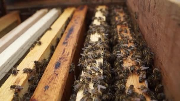 Beekeeper Works Apiary Beehive Honey Production Work Home Apiary Swarm — Video Stock